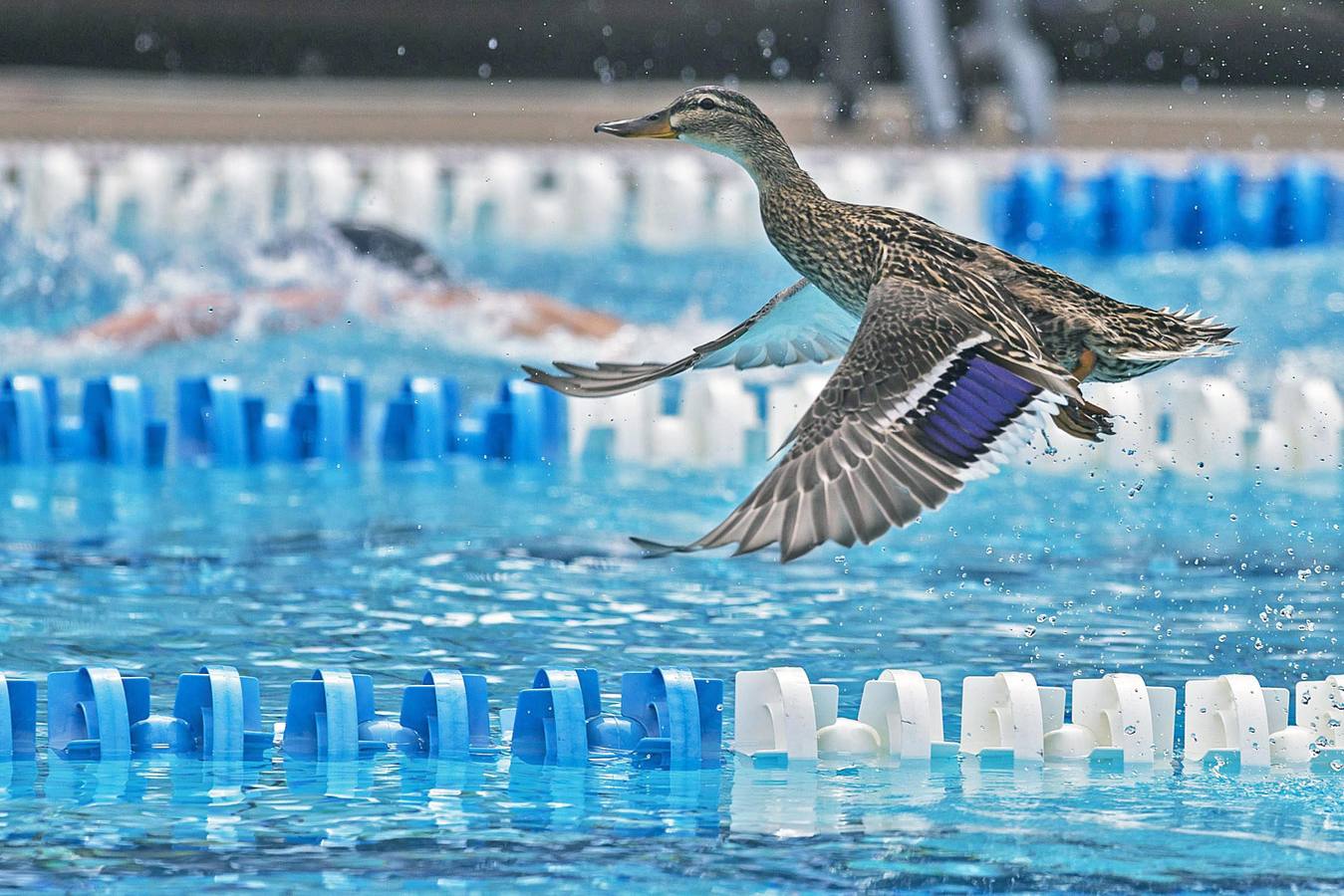 Un pato vuela fuera de la piscina durante el 400 metros estilo libre final de los campeonatos de natación nacionales suizos en Tenero.