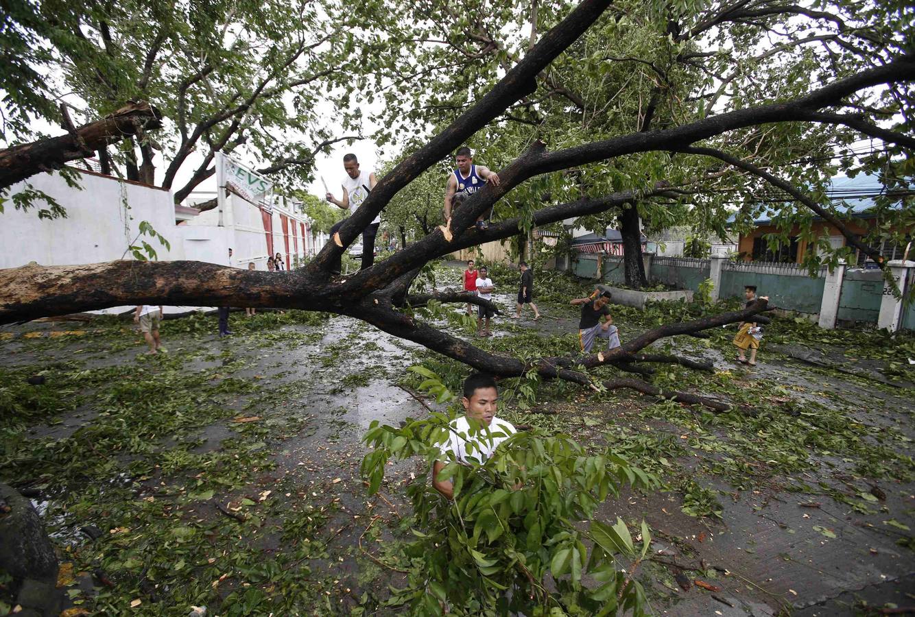 Los residentes cortan las ramas de un enorme árbol que cayó a lo largo de una carretera en el ataque de Tifón Rammasun, (llamado localmente Glenda) a una subdivisión en Paranaque, Metro Manila.