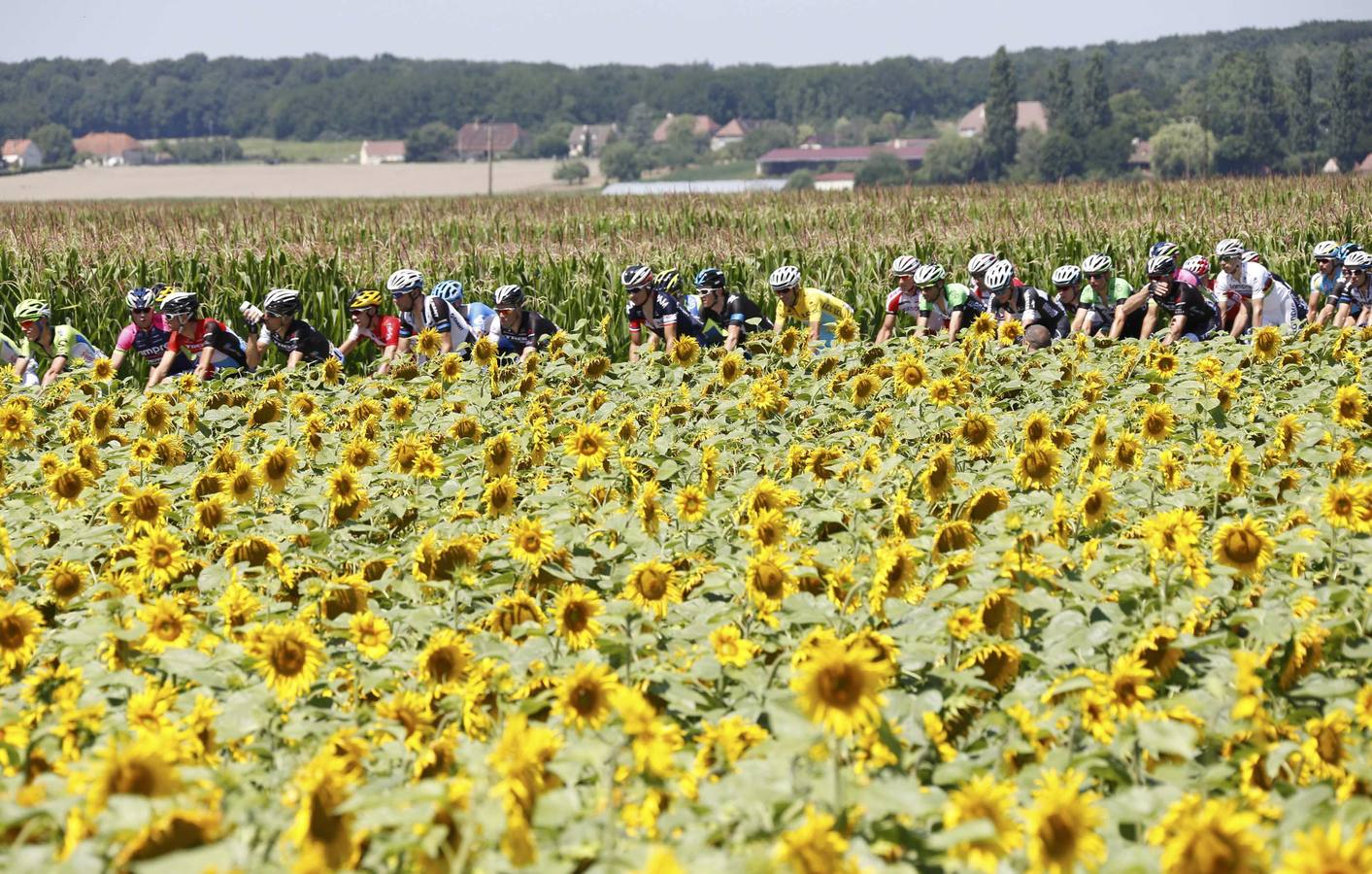 El peloton pasa entre un campo de de girasoles en la etapa de 187,5 km 11 del Tour de Francia entre Besançon y Oyonnax.