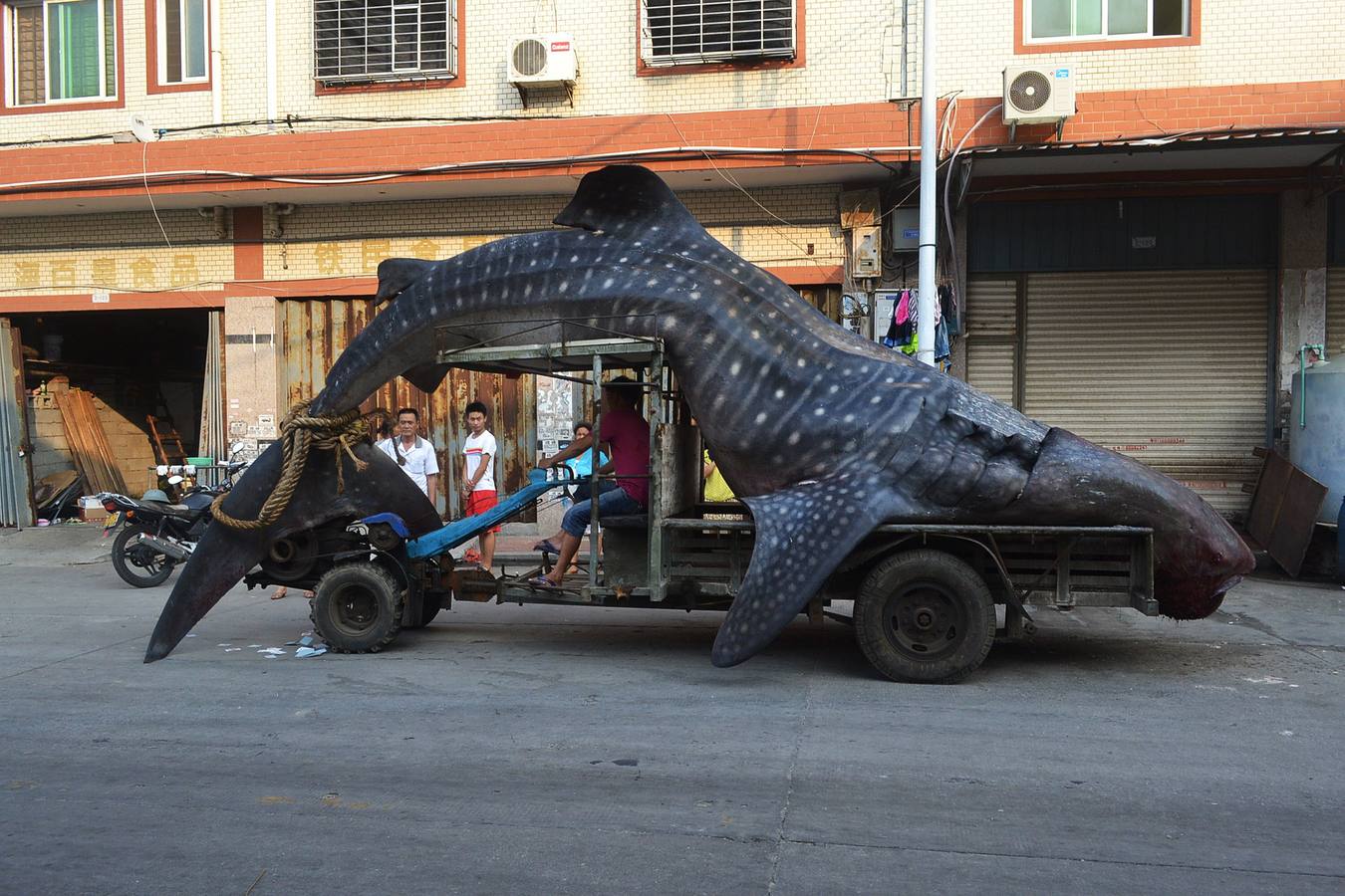 Esta imagen muestra un tiburón ballena transportado en un tractor en Xiangzhi municipio en Quanzhou, provincia de Fujian, este de China.