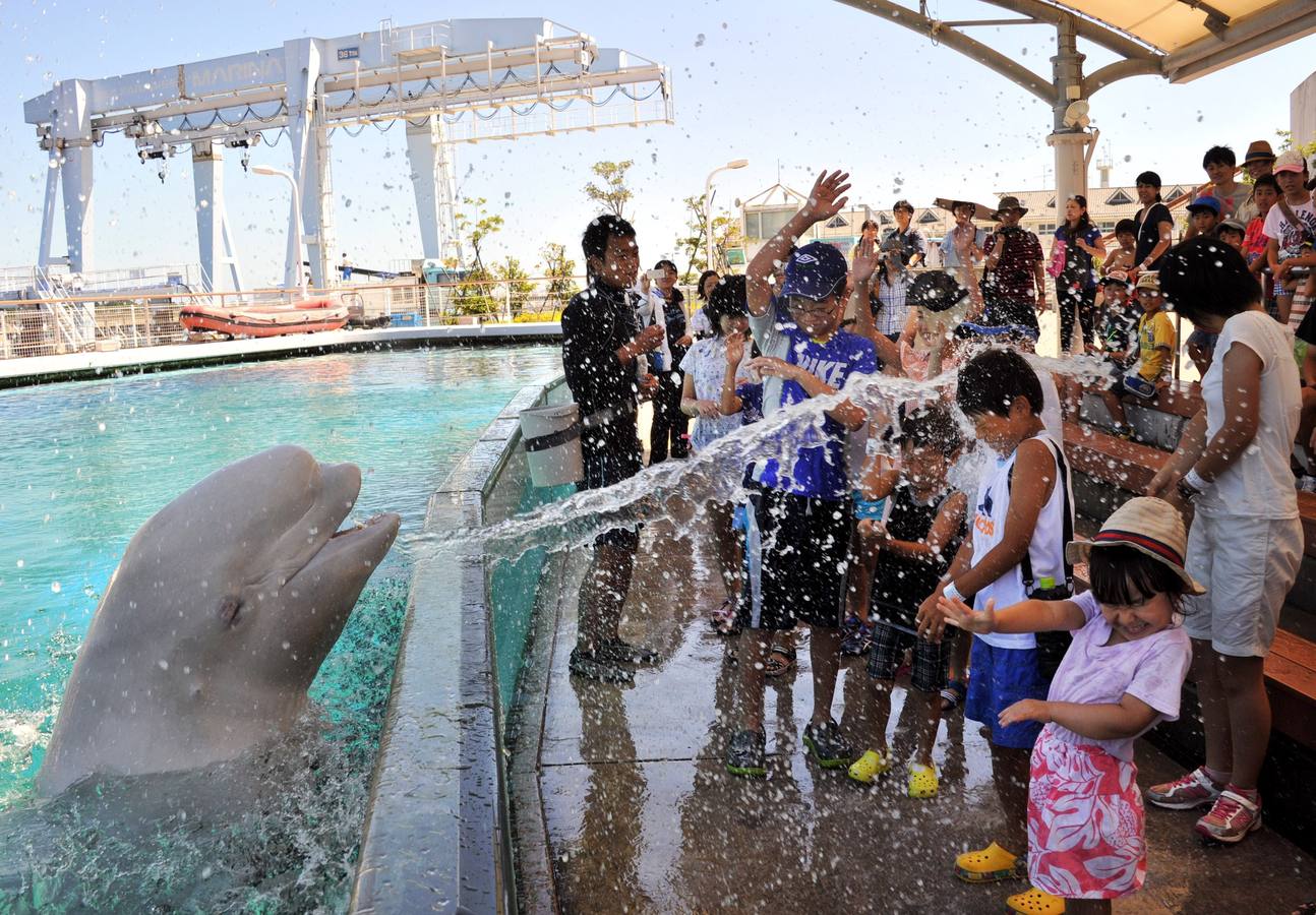 Una ballena beluga hecha agua sobre los visitantes en una atracción de verano en el acuario Hakkeijima Sea Paradise en Yokohama.