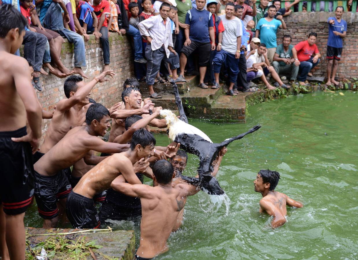 Nepaleses se aferran a una cabra en un antiguo ritual anual festival hindú en el pueblo de Khokana, en las afueras de Katmandú.