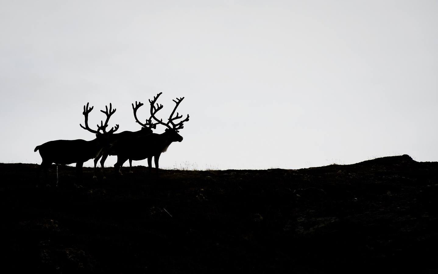 Los renos se pueden ver durante la primera etapa de la carrera del Ártico de Noruega entre Hammerfest y Nordkapp en Noruega.