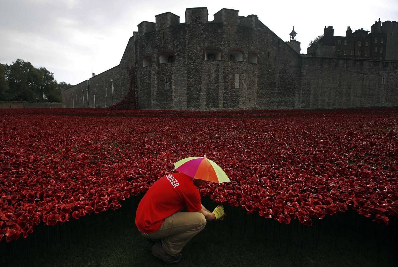 Amapolas de cerámica entre otras amapolas que forman parte de la instalación de arte llamada "sangre Swept tierras y mares de Red" en la Torre de Londres.