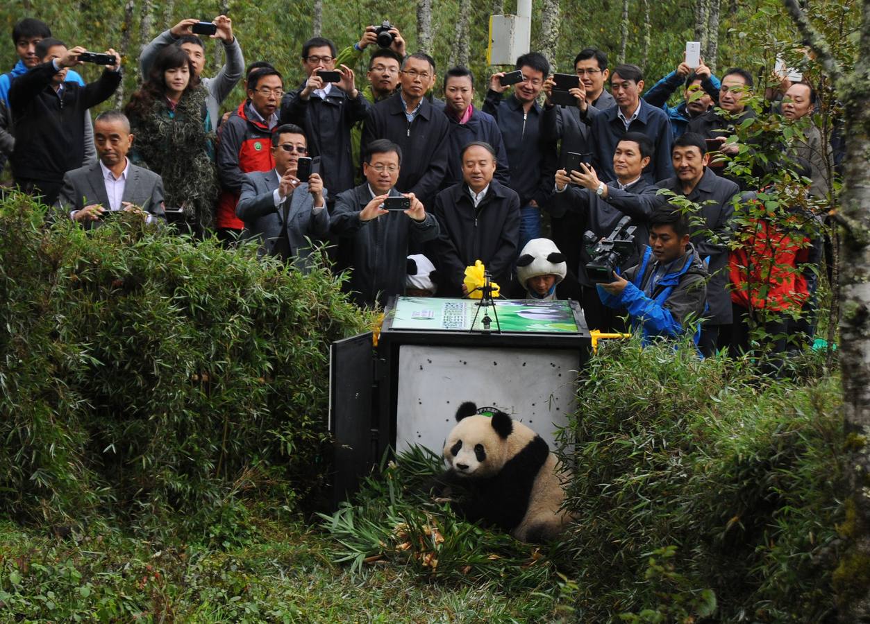 Liberado panda gigante en la reserva natural nacional Liziping en Yaan, la provincia suroccidental china de Sichuan.