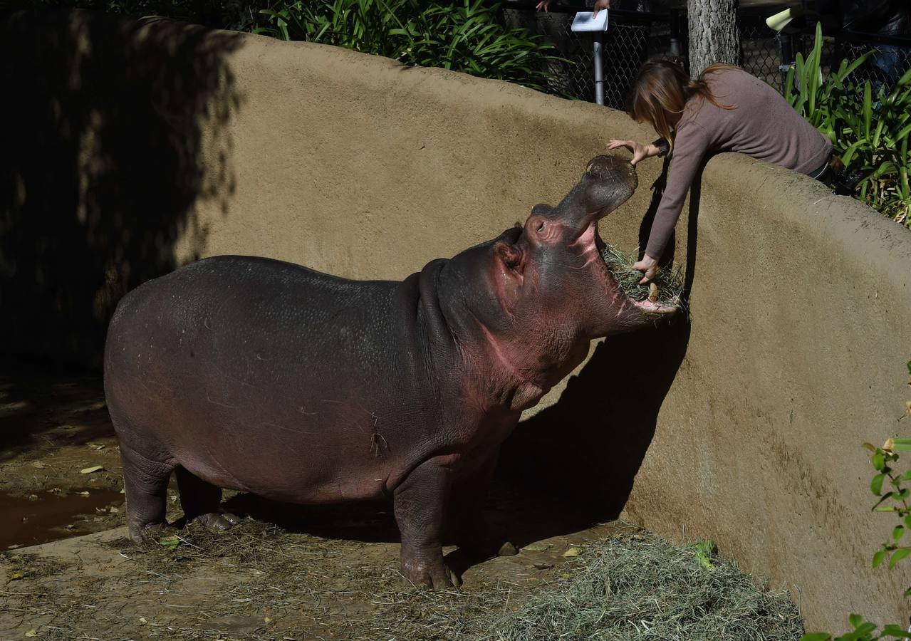 Hipopótamo macho del Zoo de Los Ángeles llamado Adhama.