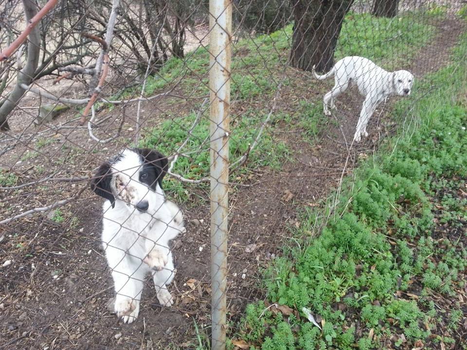 El cachorro, ya adoptado, y el pointer en el cortijo abandonado.