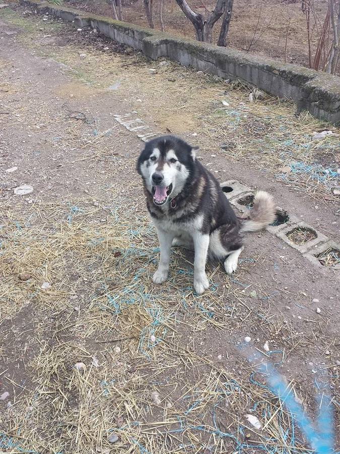 La husky malamute en el cortijo abandonado.