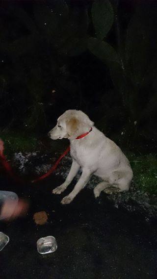 La labradora fue rescatada la noche del 4 de febrero.