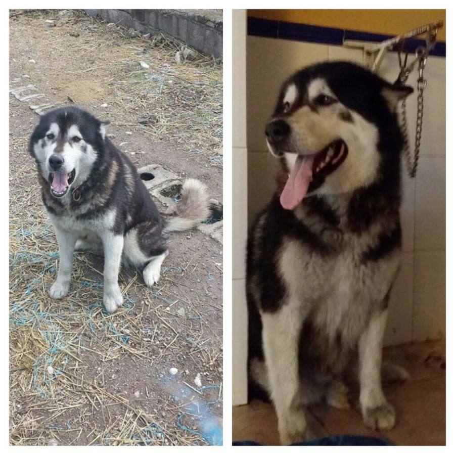 El antes y el depués de la husky malamute.