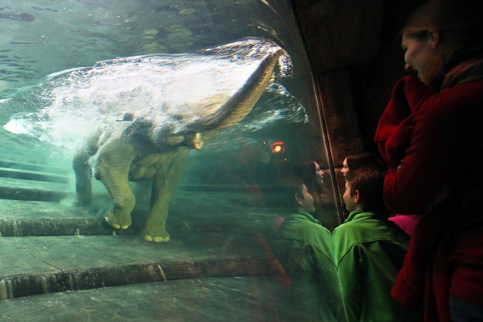 Visitantes observan a la elefante embarazada "Hoa" en su piscina en el "Ganesha Mandir" templo elefante del zoológico de Leipzig.
