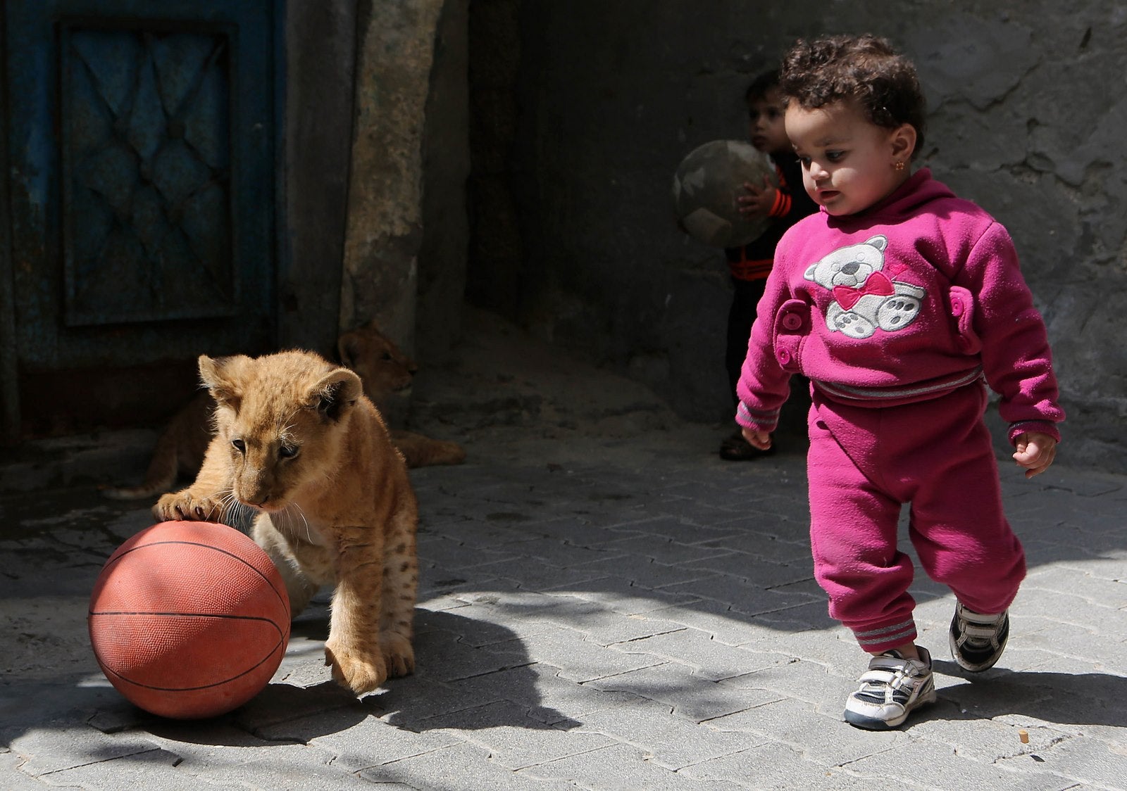 Los nietos del palestino Saad al-Jamal, juegan con dos cachorros de león en su casa en el campo de refugiados de Rafah, en el sur de la Franja de Gaza.