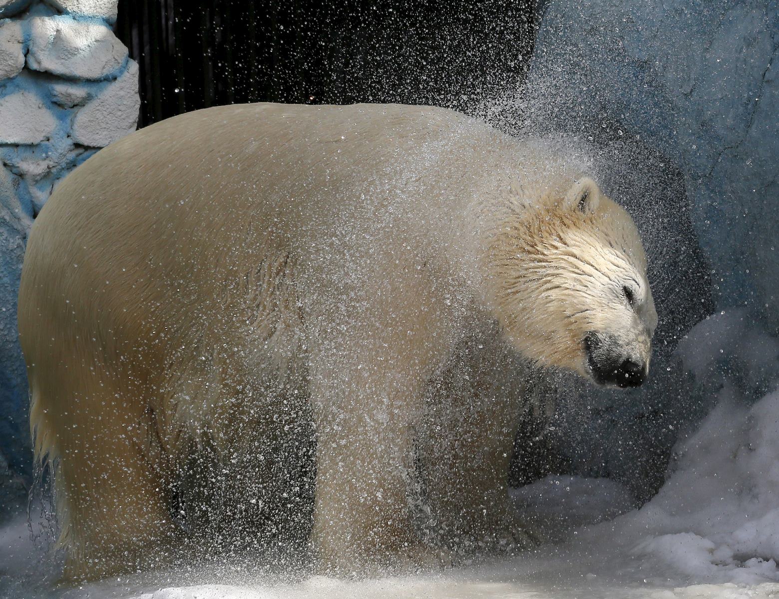 Félix, oso polar, sacude el agua después de nadar en una piscina por primera vez después del invierno en el zoológico Royev Ruchey en un suburbio de la ciudad siberiana rusa de Krasnoyarsk.