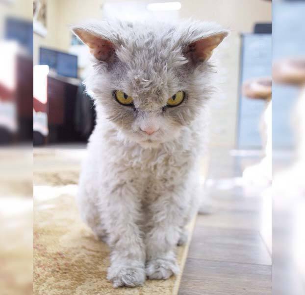 Albert, un gato-oveja con cara de malas pulgas