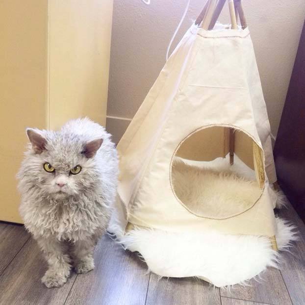 Albert, un gato-oveja con cara de malas pulgas