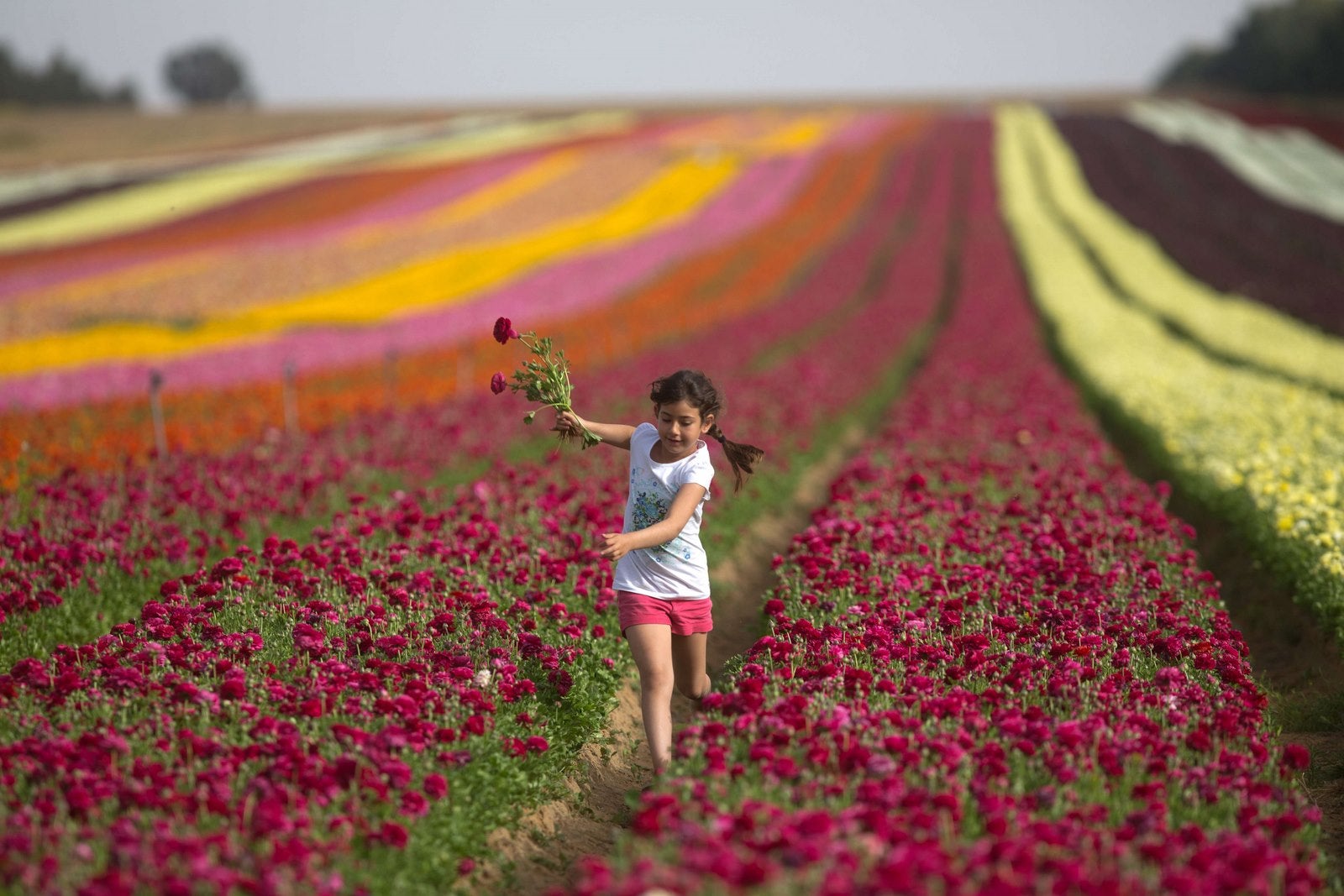 Una niña israelí recoge flores en un campo de cultivo en el sur del kibutz israelí de Nir Itzjak.