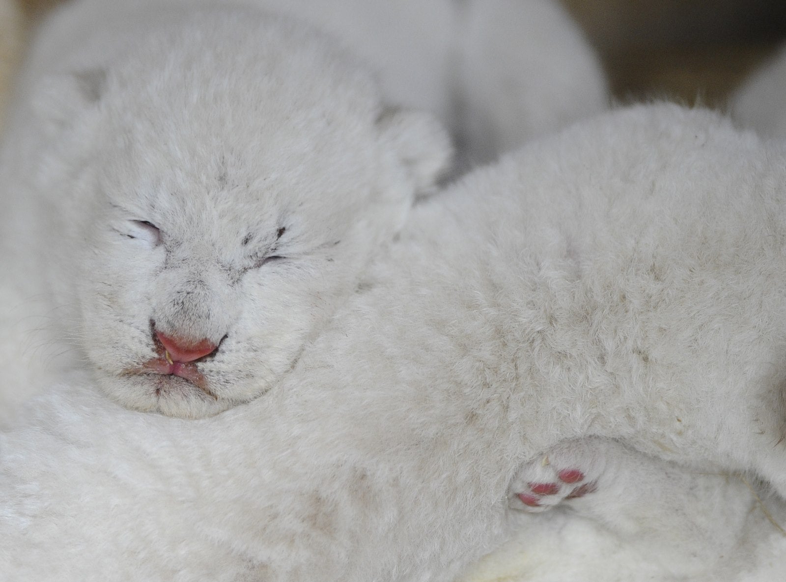 Nuevos cachorros de león blanco nacidos posan con su madre en el parque zoológico de la ciudad francesa de Amneville.