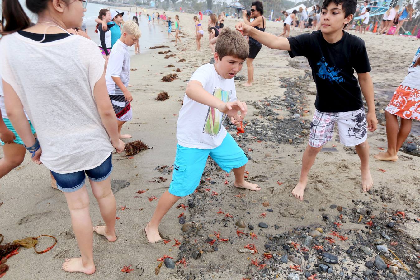 Miles de cangrejos de atún rojo invaden la costa en Dana Point (California)
