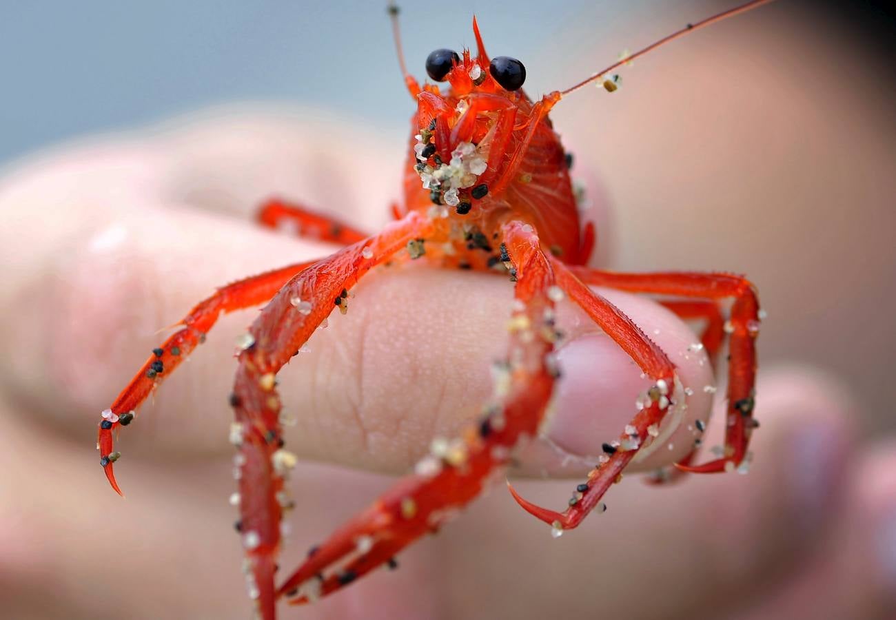 Miles de cangrejos de atún rojo invaden la costa en Dana Point (California)