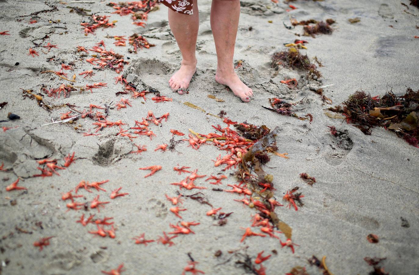Miles de cangrejos de atún rojo invaden la costa en Dana Point (California)