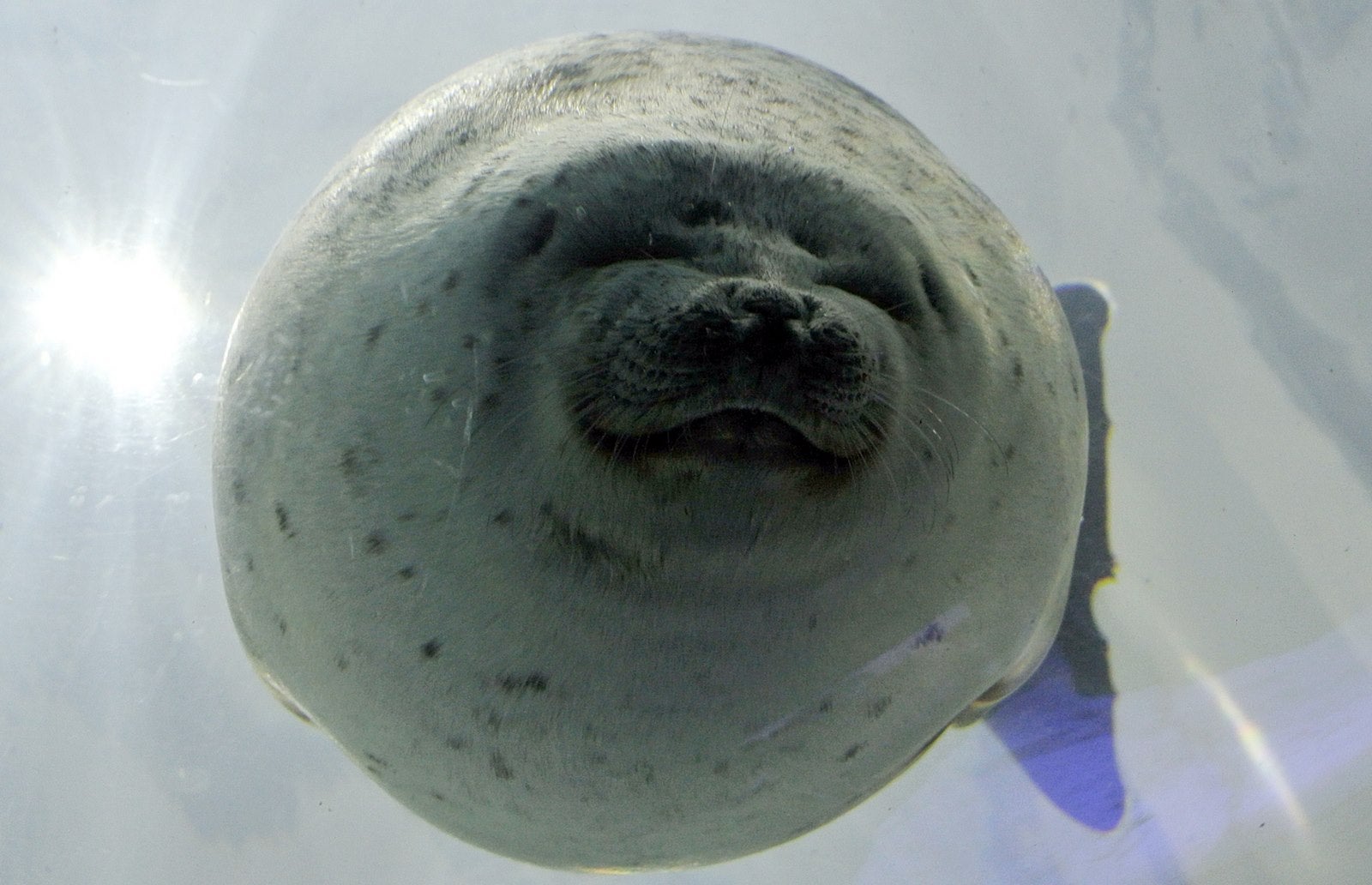 Un león marino nada en un acuario en el acuario de Osaka, también conocido como Kaiyukan.