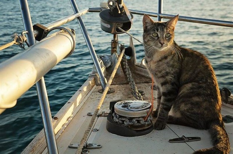 Dejan su monótona vida para recorrer el mundo en un barco con su gato
