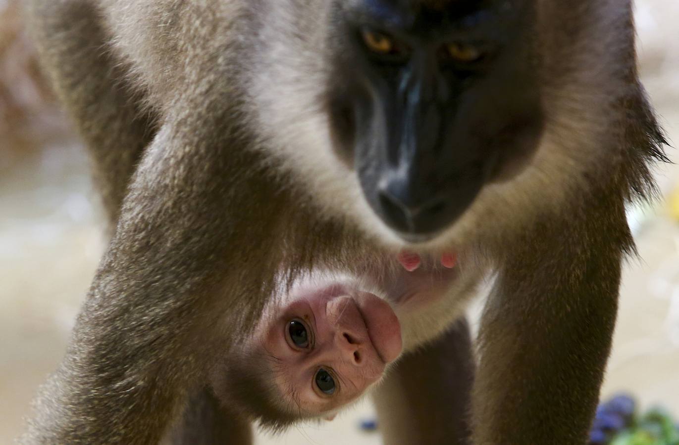 El primer mes de Pinto en el zoo