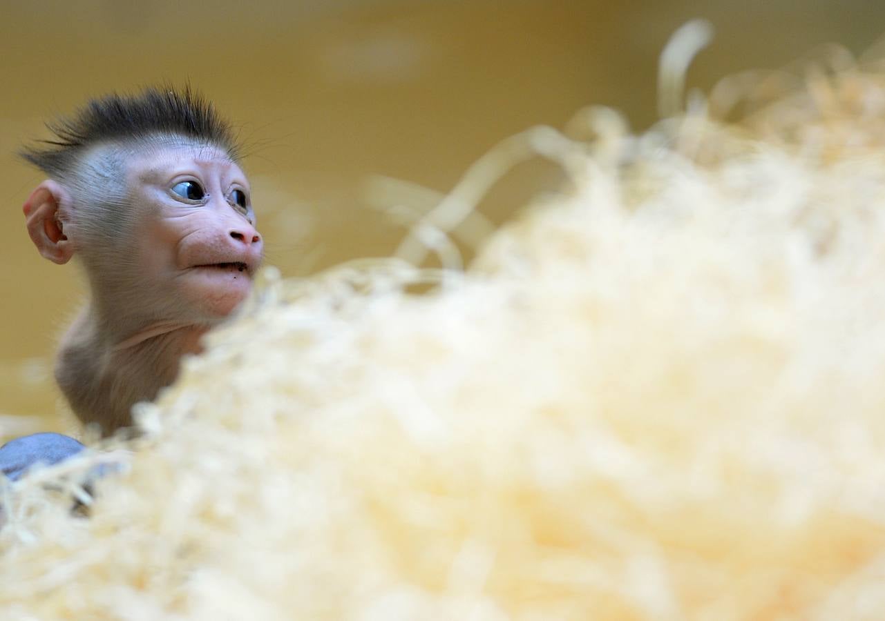 El primer mes de Pinto en el zoo
