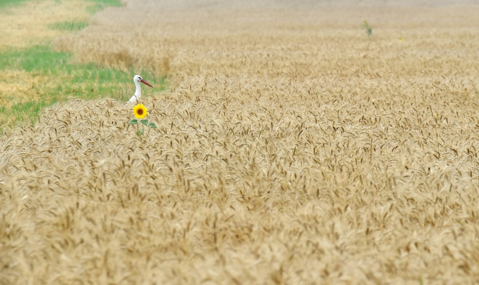 Una cigüeña junto a un girasol en un campo de trigo cerca del pueblo de Mala Dyvitsya, a unos 160 kilómetros de la capital ucraniana.
