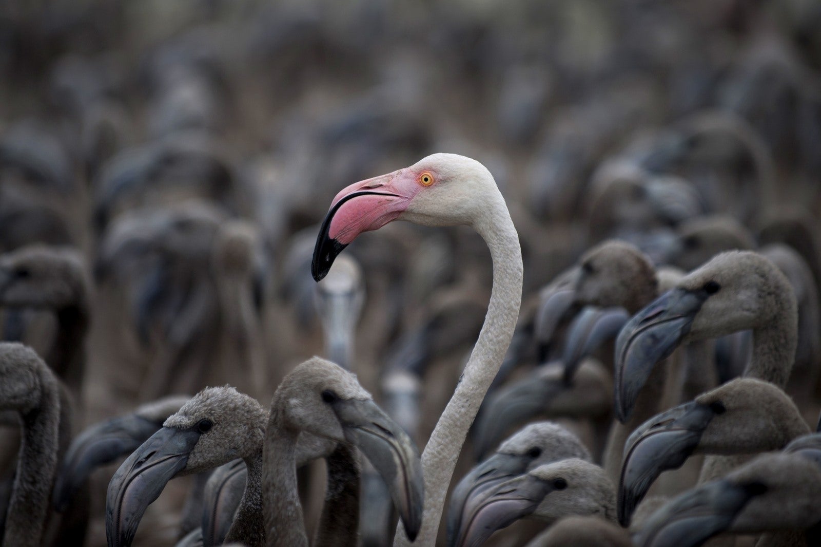 Flamencos en la laguna de Fuente Piedra .