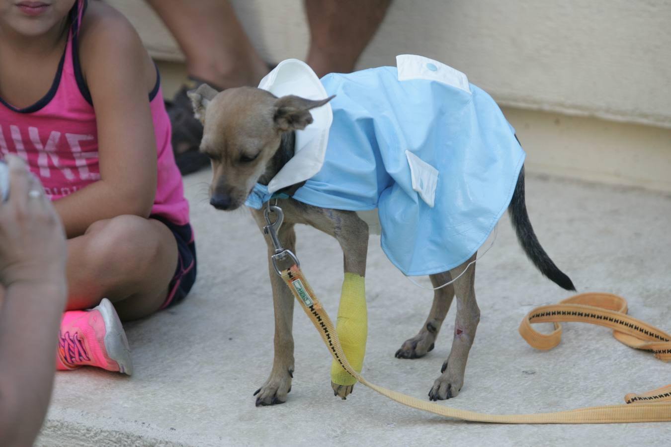 Los mil ladridos de la Feria más canina