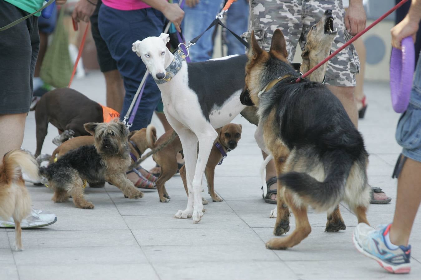 Los mil ladridos de la Feria más canina