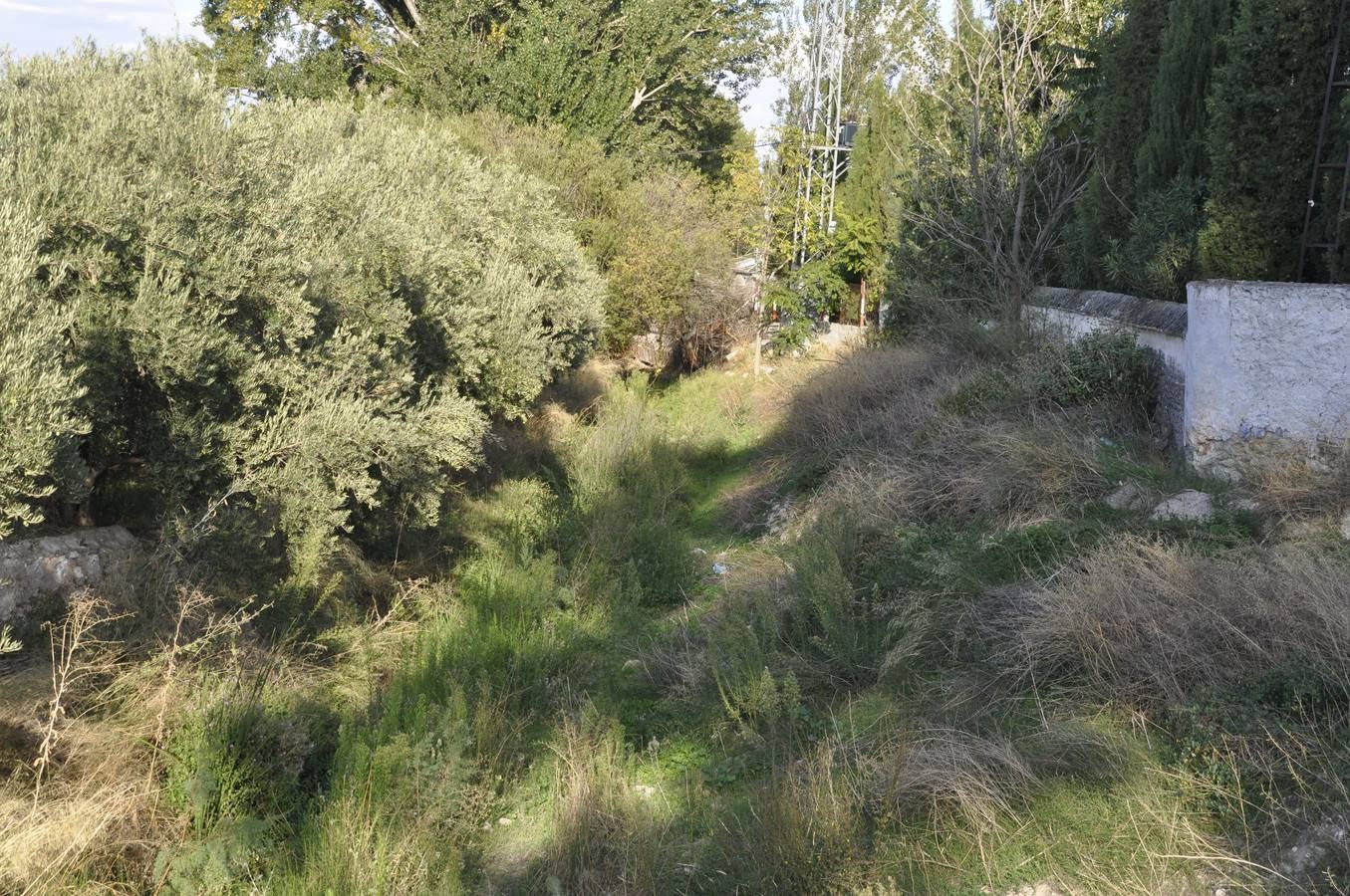 Baza. Los árboles no dejan ver el arroyo de La Rivera.