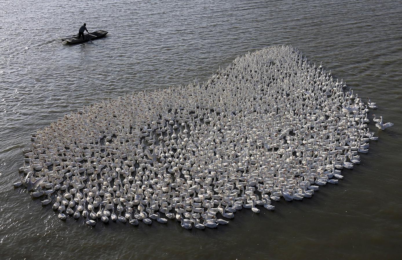 Un agricultorl pastorea una bandada de gansos con su barco en una zona de humedales en el condado de Jinhu, provincia de Jiangsu, China.