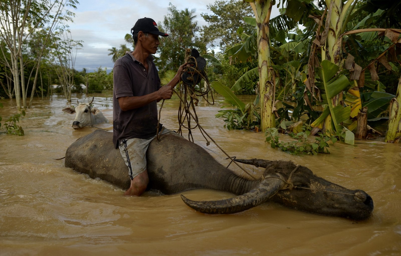Un agricultor monta su búfalo de agua a tierras más altas en Barangay Camanutan, provincia de Isabela, al norte de Manila.