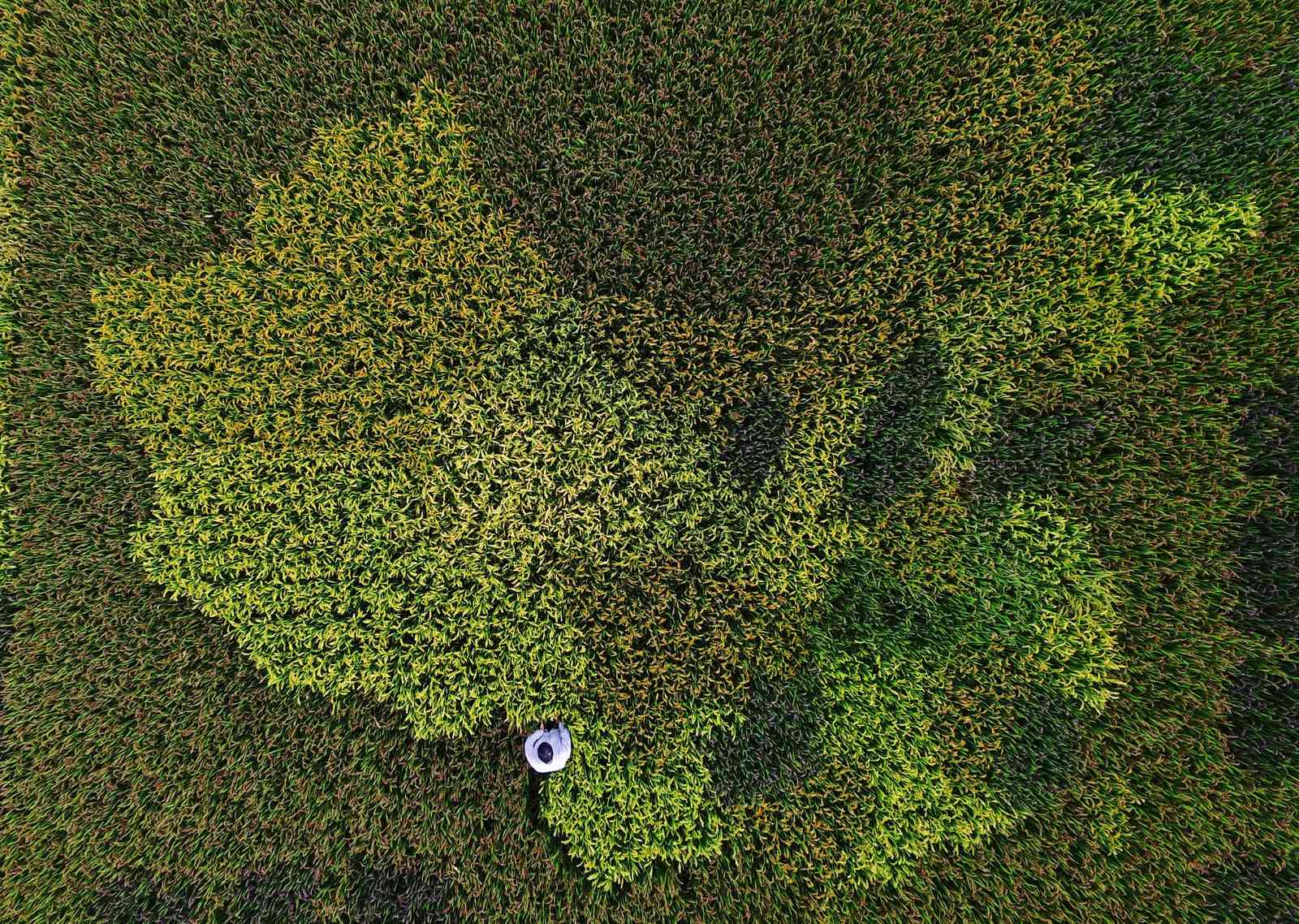Farmer Chen Jinxiang camina a través de su campo de arroz plantado con varios tipos de arroz que forman un mapa de China en Fengjing, al oeste de Shanghai.