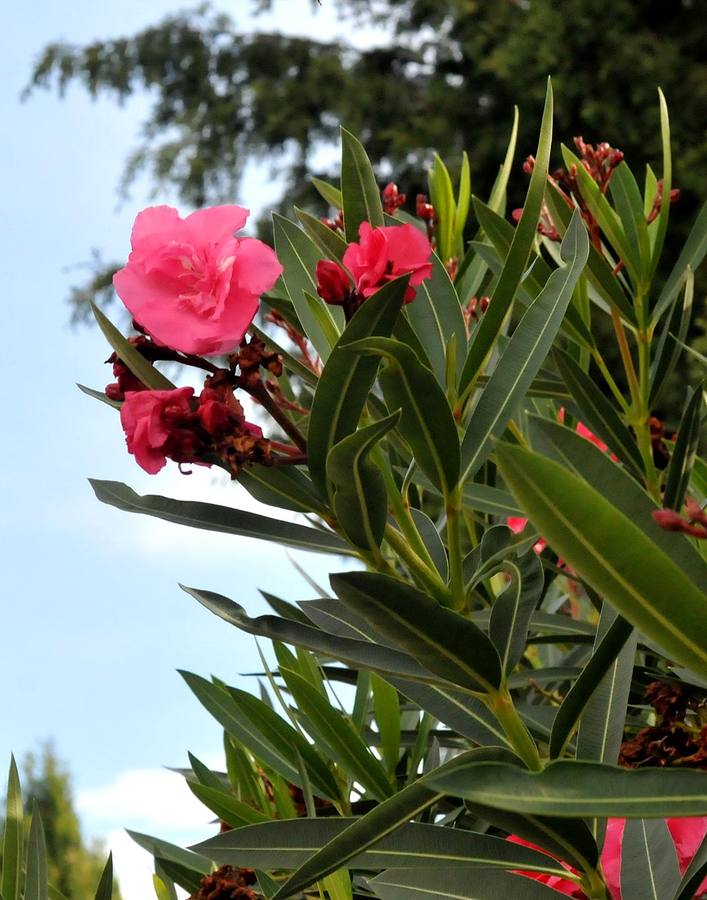 El jardín funerario