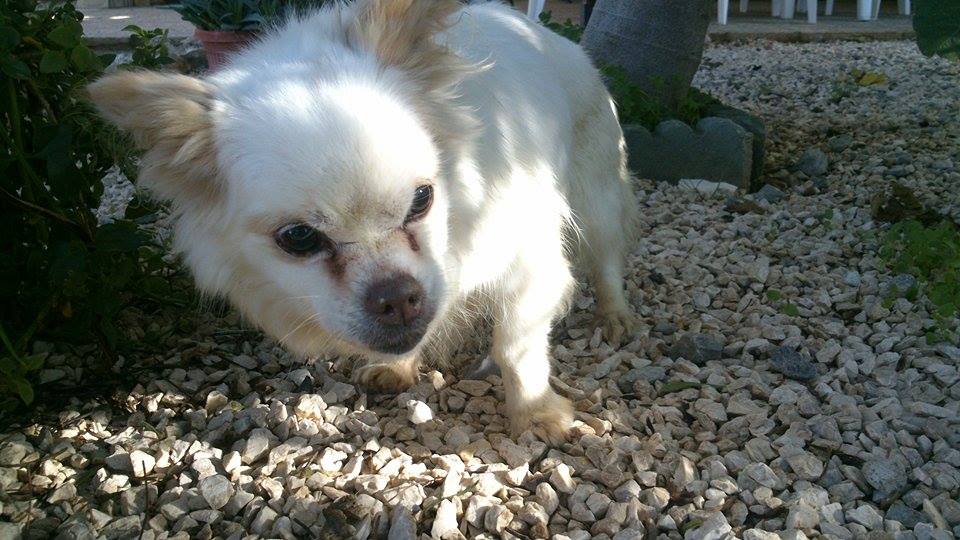 &quot;Solo quiero saber quién ha sido capaz de abandonarla&quot;