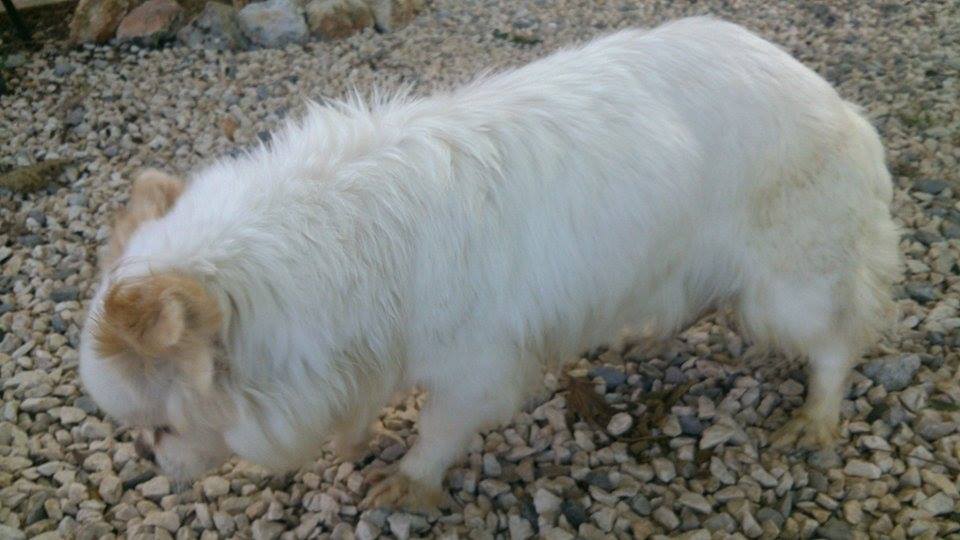 &quot;Solo quiero saber quién ha sido capaz de abandonarla&quot;