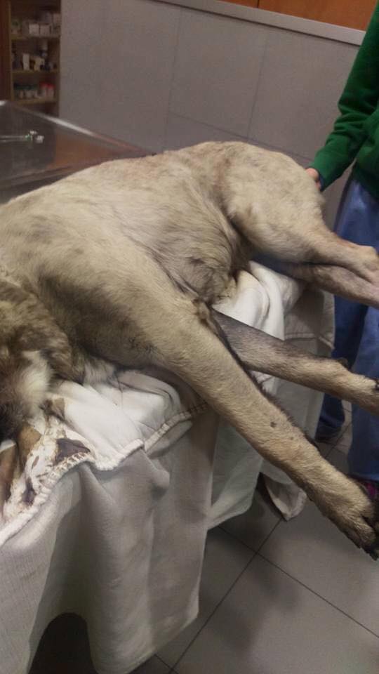 Así encontraron a Mastín