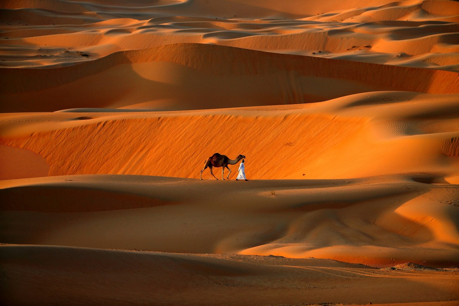 Un hombre camina con su camello a través del Oasis de Liwa, al suroeste de la capital emiratí, Abu Dhabi.
