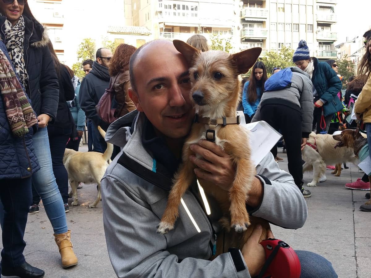 Más de 550 perros participan en la I Marcha Perrestre en defensa de la adopción