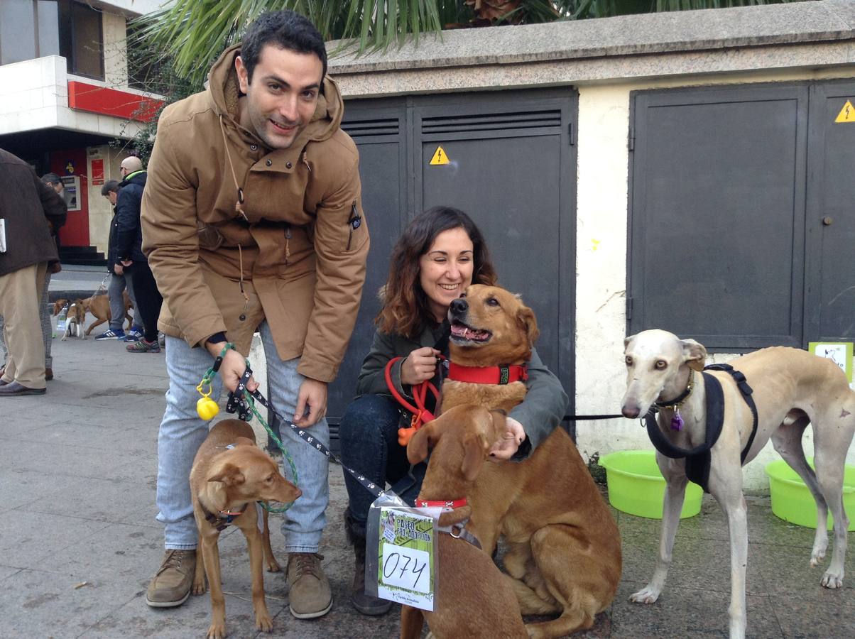 Más de 550 perros participan en la I Marcha Perrestre en defensa de la adopción