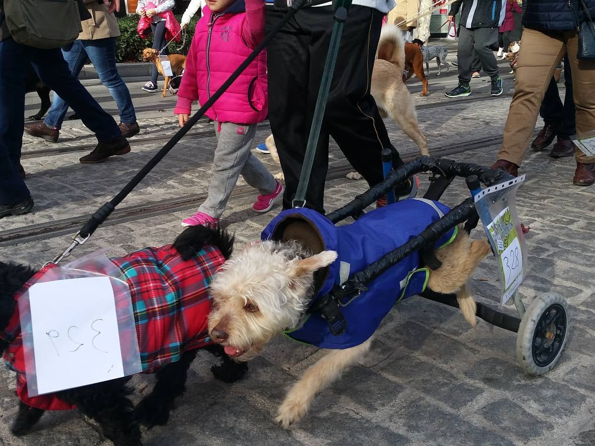 Más de 550 perros participan en la I Marcha Perrestre en defensa de la adopción