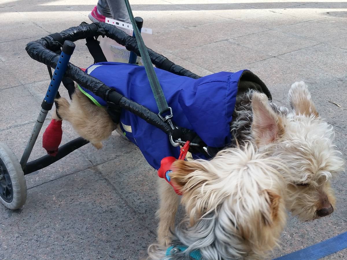 Más de 550 perros participan en la I Marcha Perrestre en defensa de la adopción