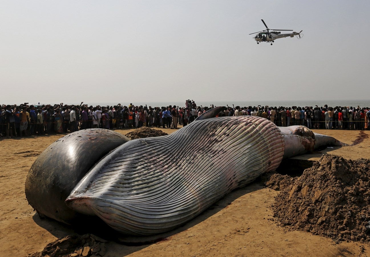 Un helicóptero guardacostas vuela sobre el cadáver de una ballena muerta en una playa junto al mar Arábigo en Mumbai, India.