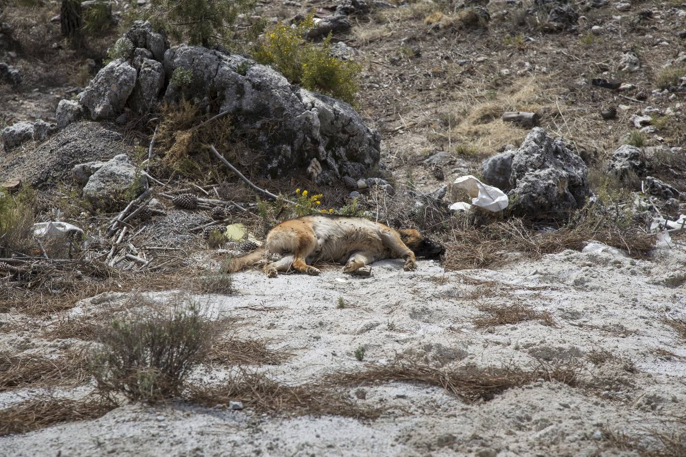 &quot;La Guardia Civil bajó el nivel de alerta al decir que se trataba de un perro muerto&quot;