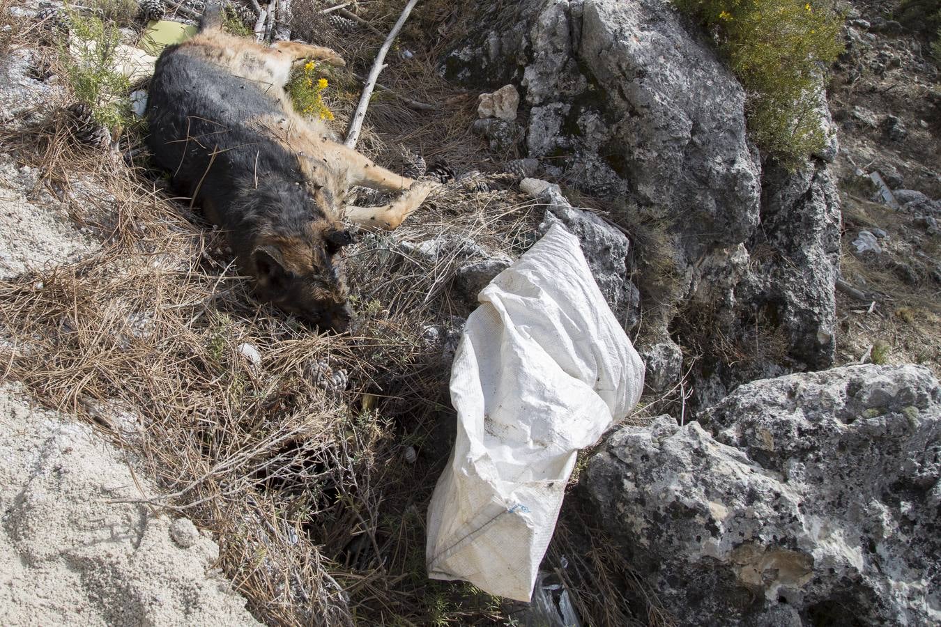 &quot;La Guardia Civil bajó el nivel de alerta al decir que se trataba de un perro muerto&quot;