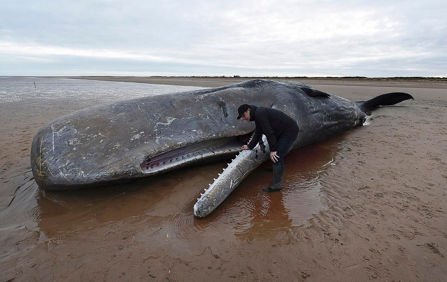 Un hombre mira el cadáver de un cachalote en la playa de Hunstanton, Gran Bretaña.