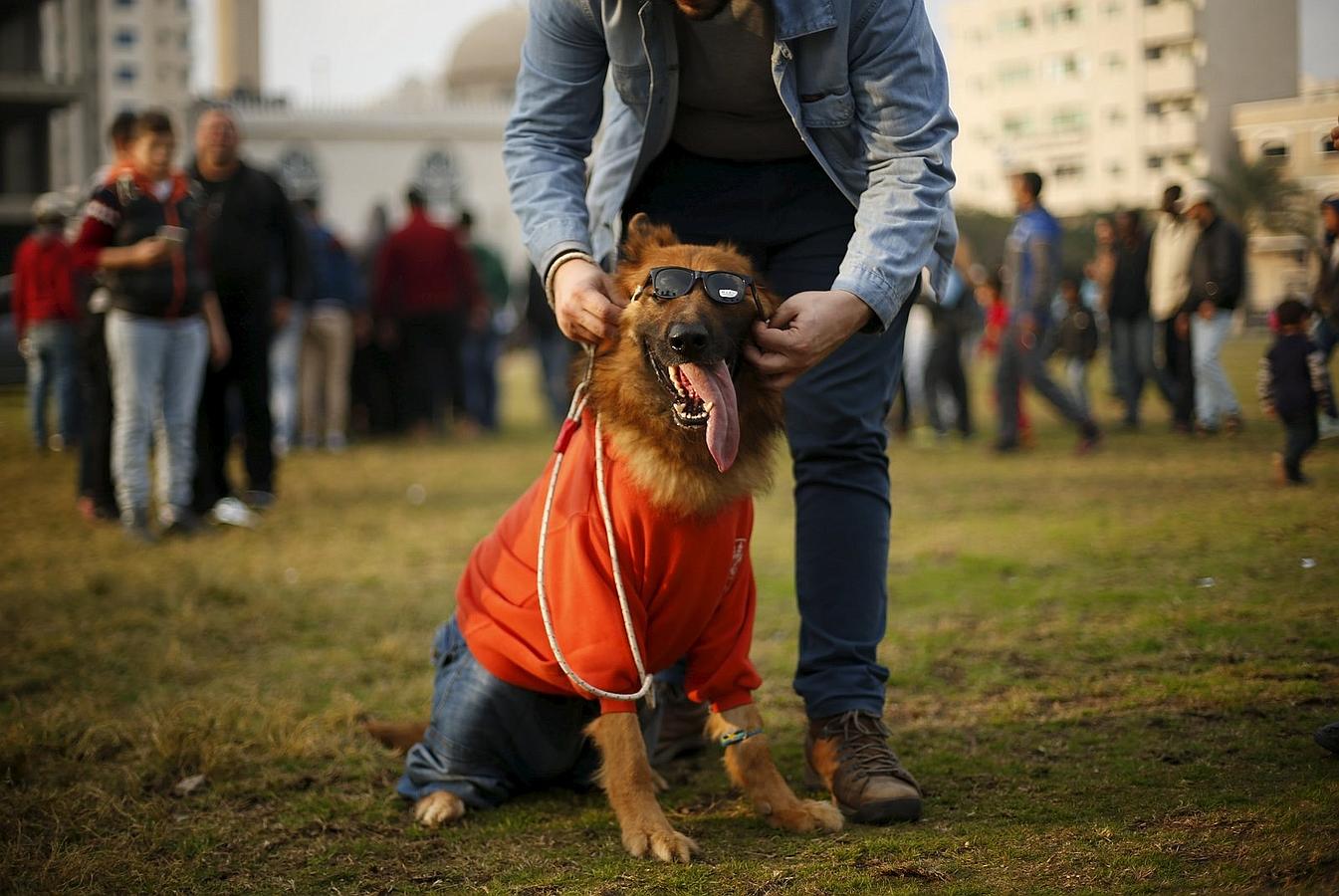 Un palestino muestra su perro durante una exposición canina organizada por los criadores de perros locales, en la ciudad de Gaza.